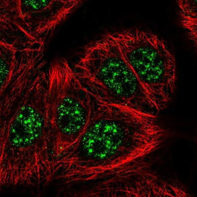 SLC2A4RG Antibody in Immunocytochemistry (ICC/IF)