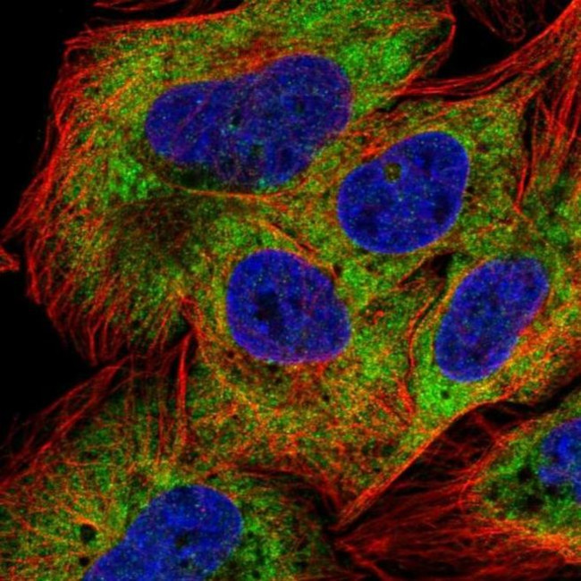 NAA20 Antibody in Immunocytochemistry (ICC/IF)