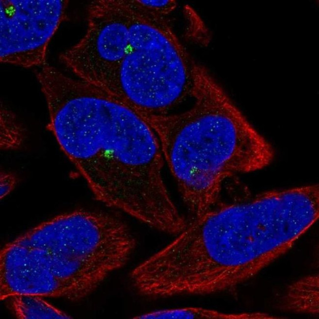 ZNF766 Antibody in Immunocytochemistry (ICC/IF)