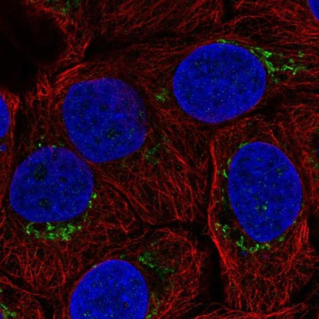 B4GALT4 Antibody in Immunocytochemistry (ICC/IF)