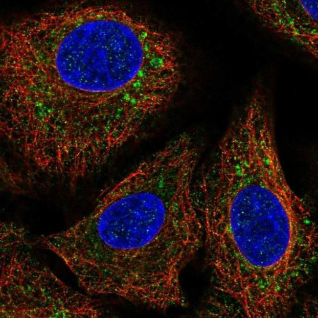 GFER Antibody in Immunocytochemistry (ICC/IF)