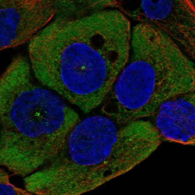 WNT11 Antibody in Immunocytochemistry (ICC/IF)