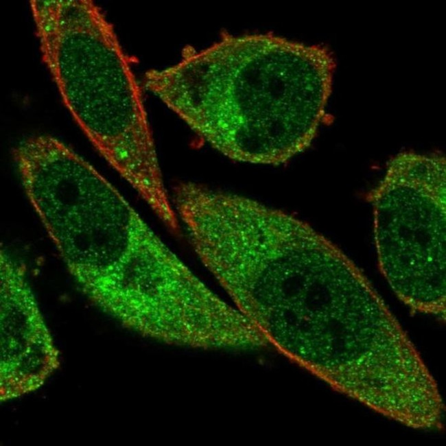 ABCA13 Antibody in Immunocytochemistry (ICC/IF)