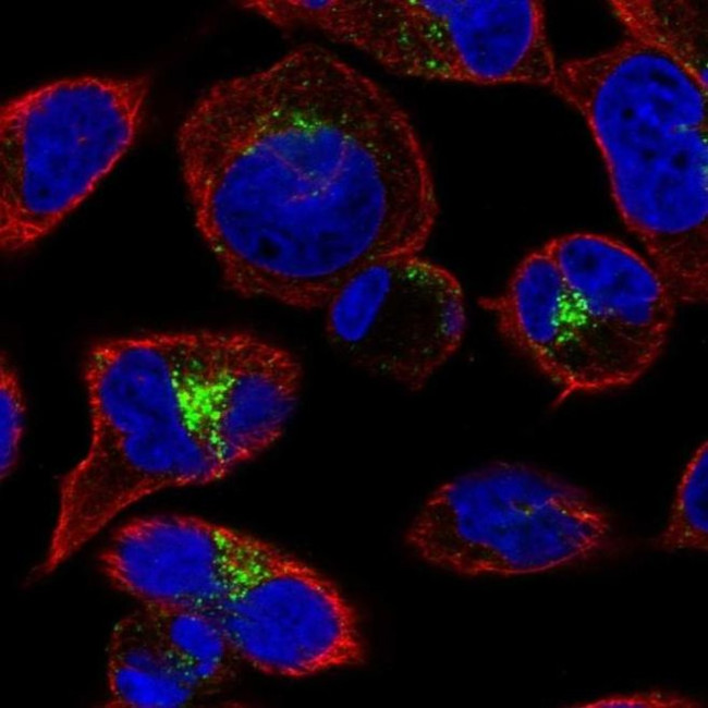 GGA2 Antibody in Immunocytochemistry (ICC/IF)