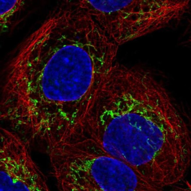 SLC25A24 Antibody in Immunocytochemistry (ICC/IF)