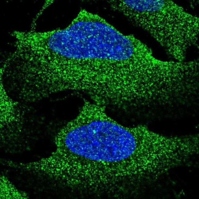 NKCC1 Antibody in Immunocytochemistry (ICC/IF)