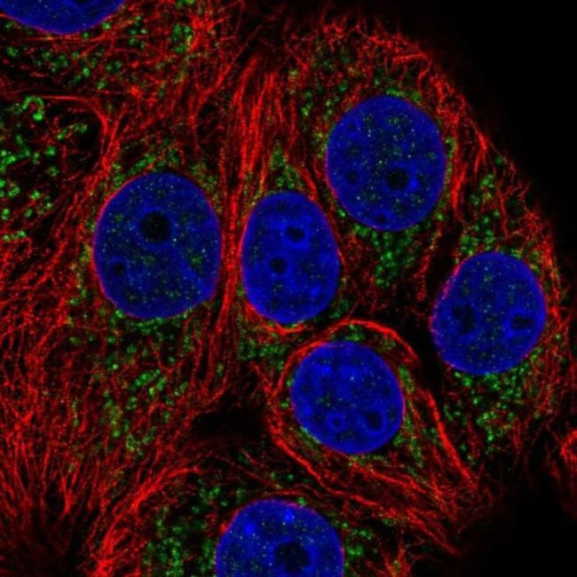 NDUFB1 Antibody in Immunocytochemistry (ICC/IF)