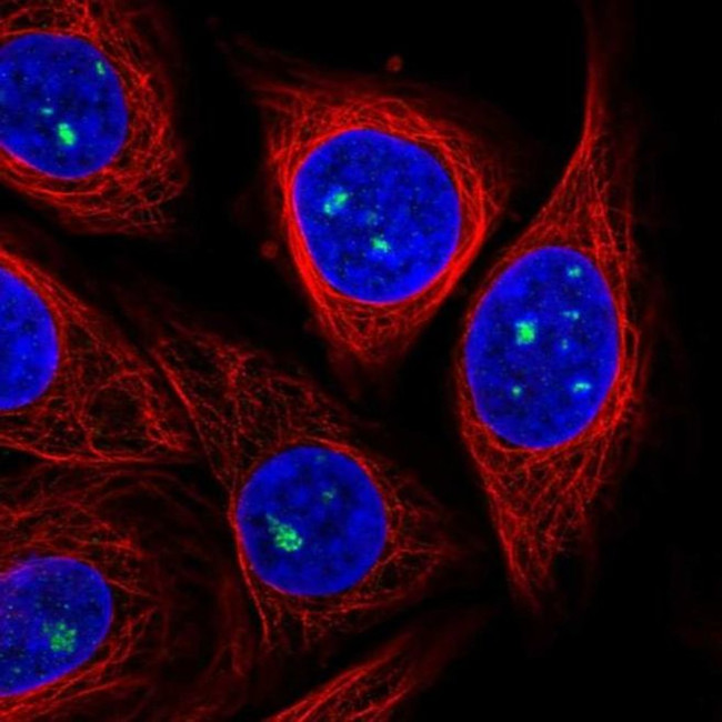 ZDHHC14 Antibody in Immunocytochemistry (ICC/IF)