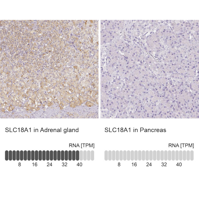 SLC18A1 Antibody