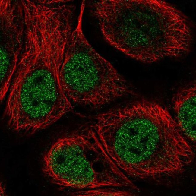 C11orf71 Antibody in Immunocytochemistry (ICC/IF)