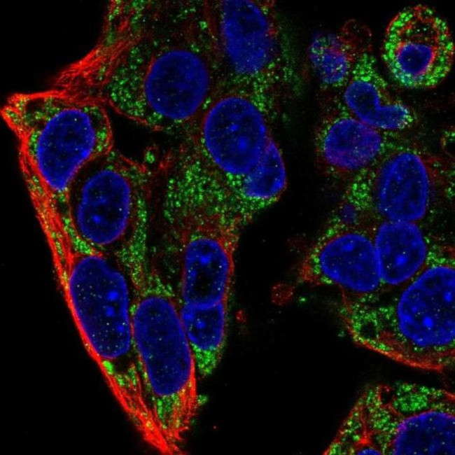 FXYD2 Antibody in Immunocytochemistry (ICC/IF)