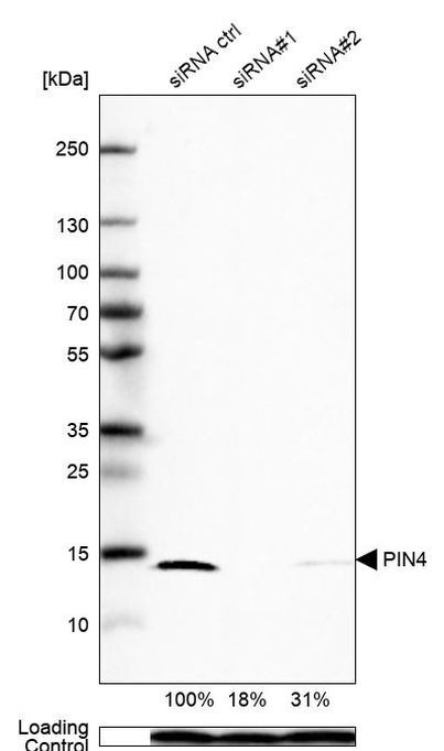 PIN4 Antibody