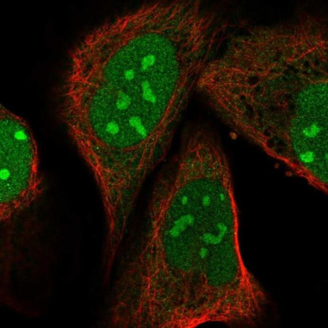 PIN4 Antibody in Immunocytochemistry (ICC/IF)