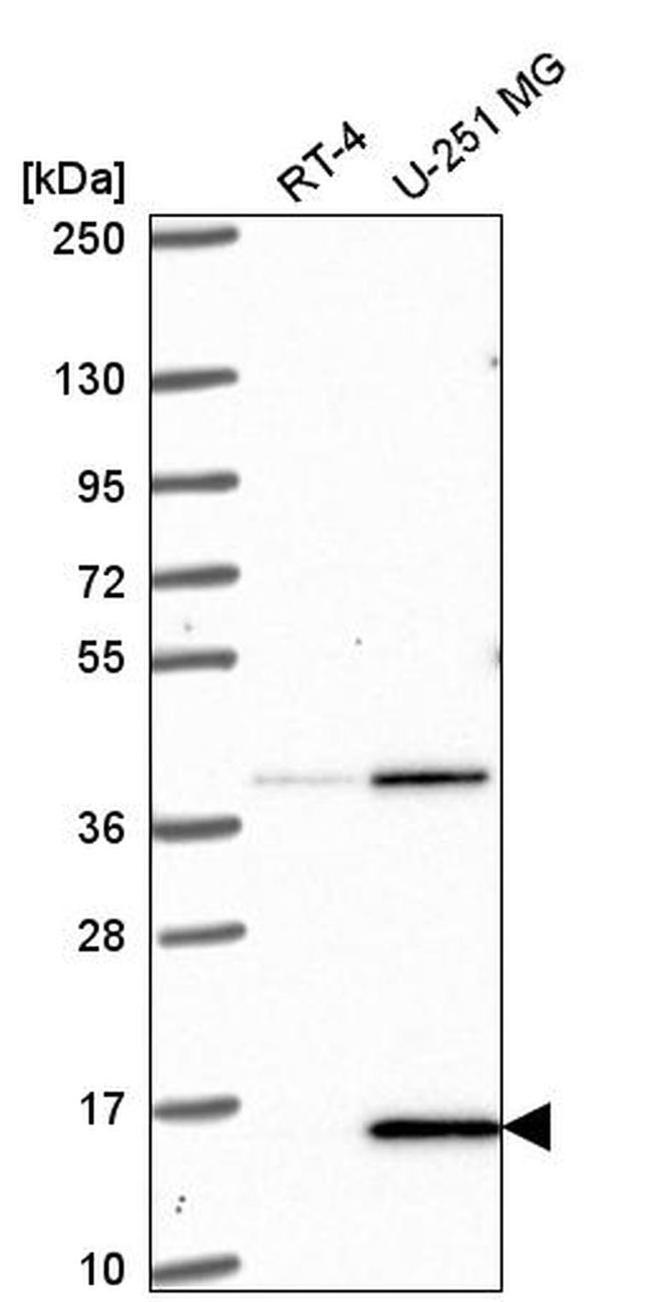 PIN4 Antibody in Western Blot (WB)