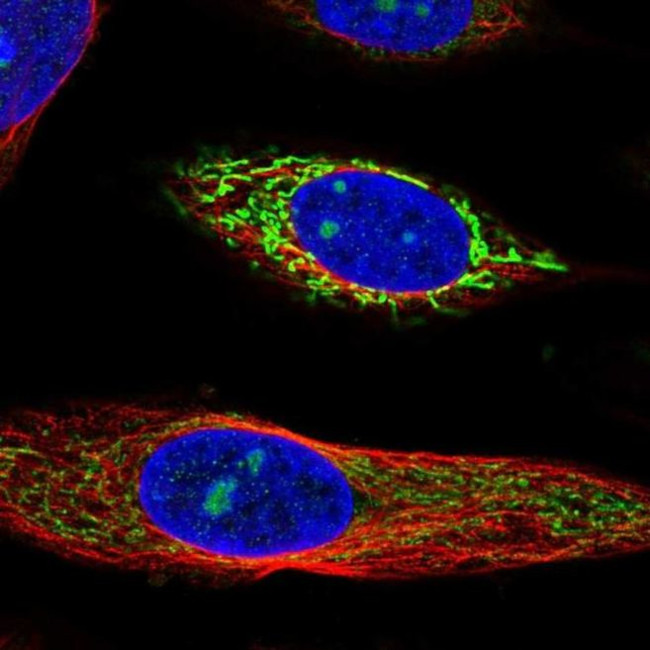 SDHA Antibody in Immunocytochemistry (ICC/IF)