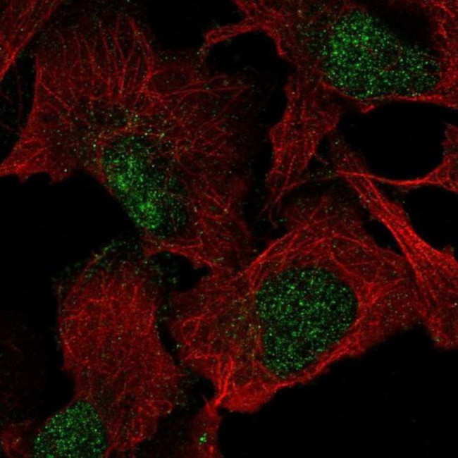 VGLL1 Antibody in Immunocytochemistry (ICC/IF)