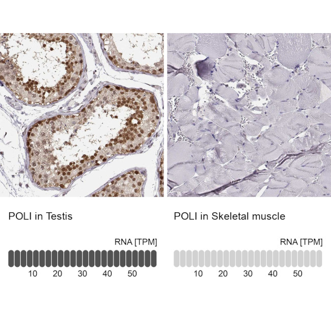 POLI Antibody