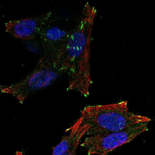 NEDD4L Antibody in Immunocytochemistry (ICC/IF)