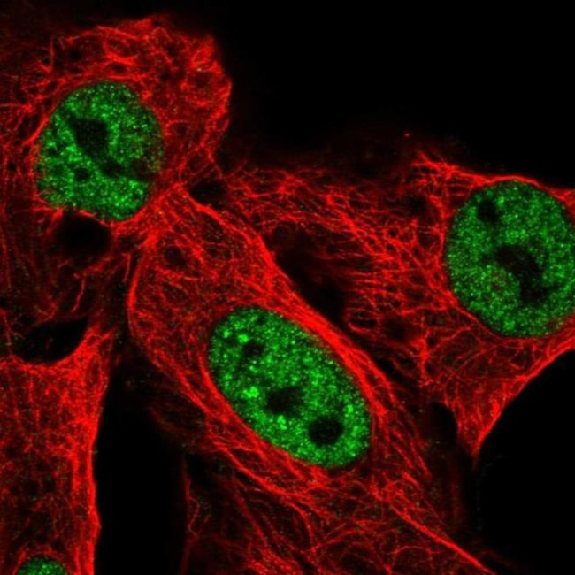 USP42 Antibody in Immunocytochemistry (ICC/IF)