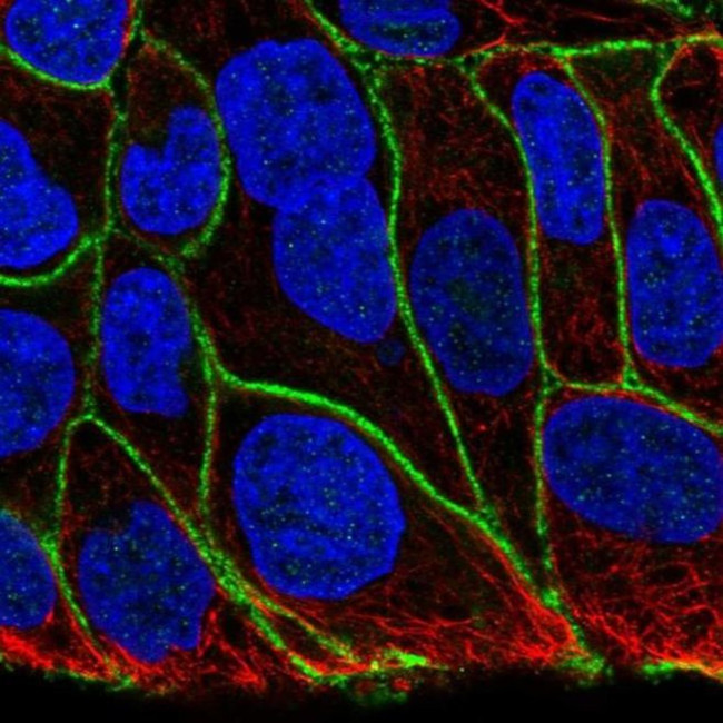 KIAA1522 Antibody in Immunocytochemistry (ICC/IF)