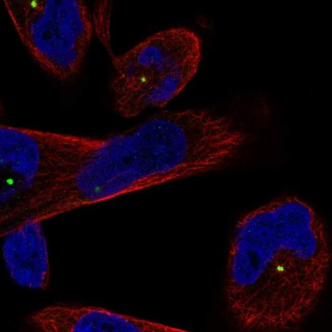 CEP250 Antibody in Immunocytochemistry (ICC/IF)