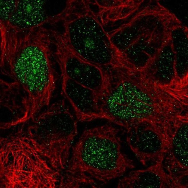 E2F8 Antibody in Immunocytochemistry (ICC/IF)