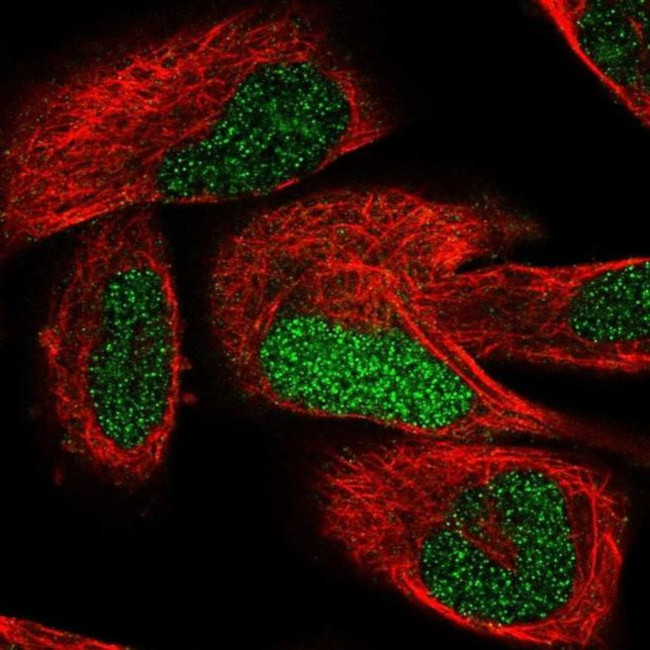 TCEAL7 Antibody in Immunocytochemistry (ICC/IF)