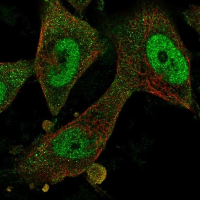 FBXO32 Antibody in Immunocytochemistry (ICC/IF)