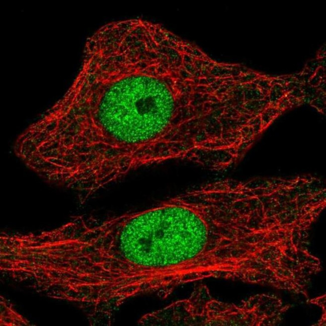 MYPOP Antibody in Immunocytochemistry (ICC/IF)