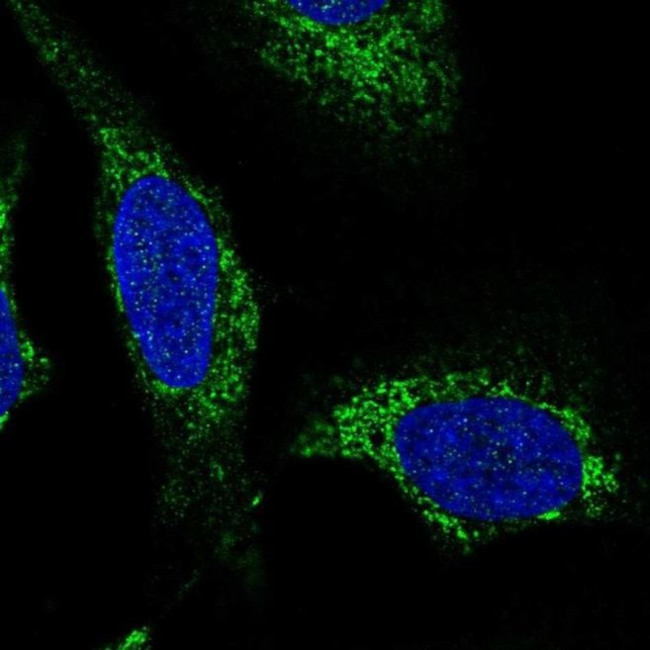 SLC25A44 Antibody in Immunocytochemistry (ICC/IF)