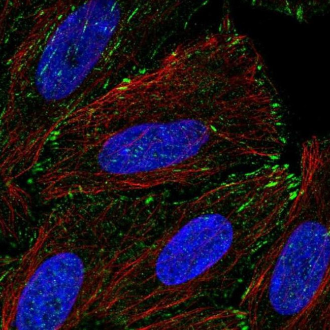 T4S20 Antibody in Immunocytochemistry (ICC/IF)