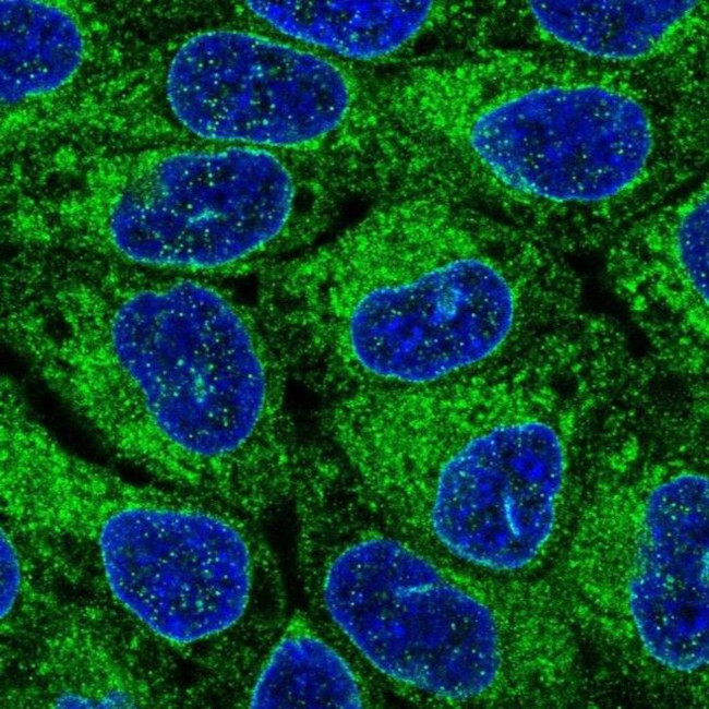 ORMDL1 Antibody in Immunocytochemistry (ICC/IF)