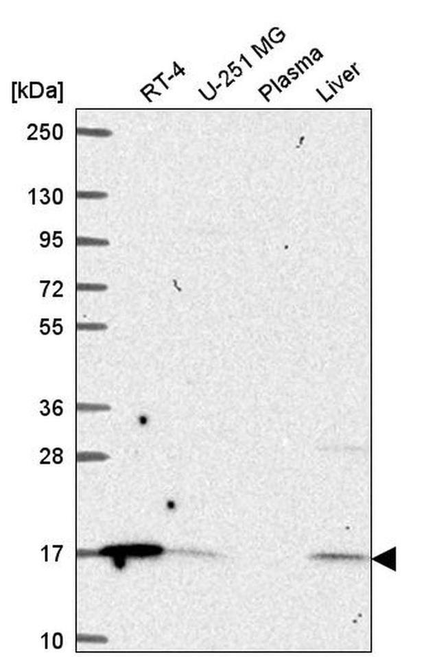 ORMDL1 Antibody in Western Blot (WB)