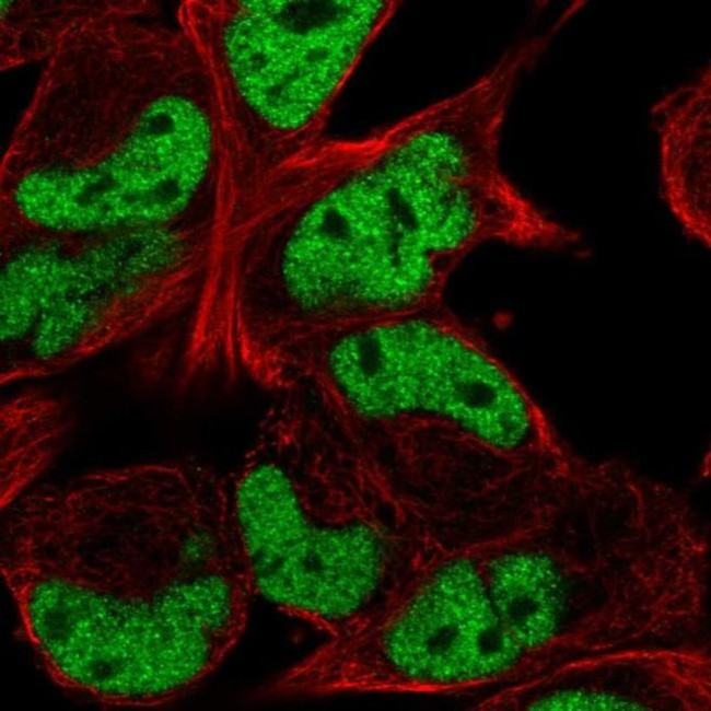 TCF12 Antibody in Immunocytochemistry (ICC/IF)