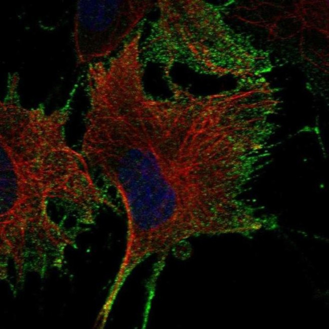 NTNG1 Antibody in Immunocytochemistry (ICC/IF)