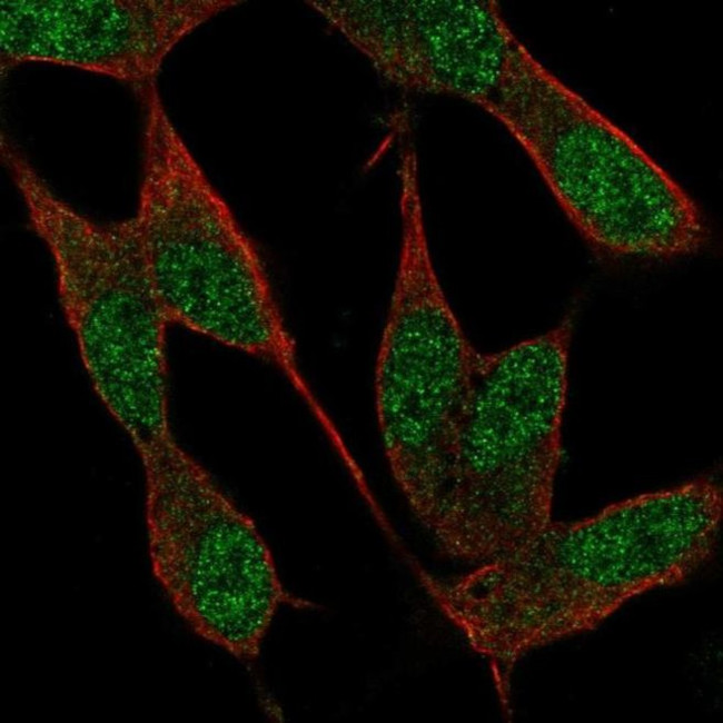 NAF1 Antibody in Immunocytochemistry (ICC/IF)