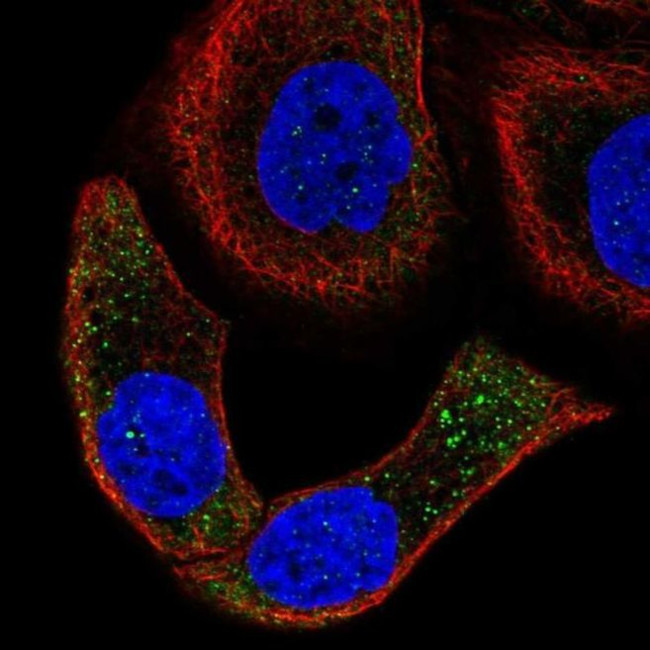 SPON2 Antibody in Immunocytochemistry (ICC/IF)