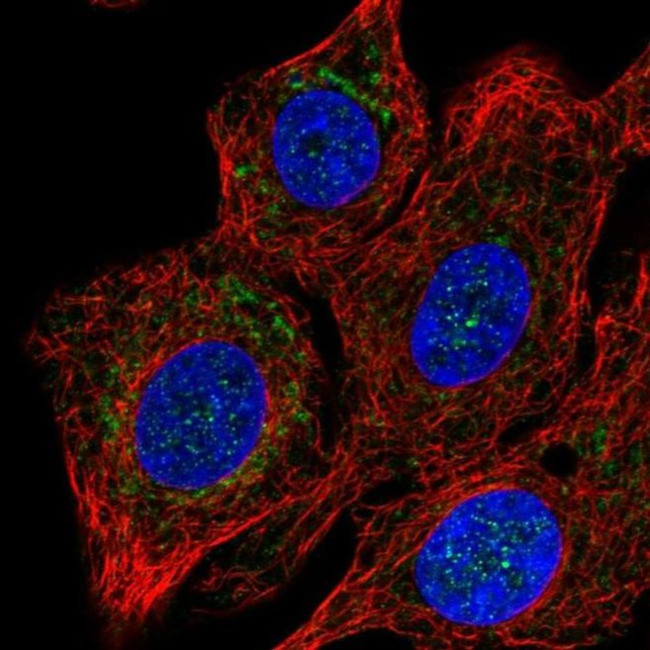 COX15 Antibody in Immunocytochemistry (ICC/IF)