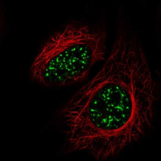 SRRM2 Antibody in Immunocytochemistry (ICC/IF)