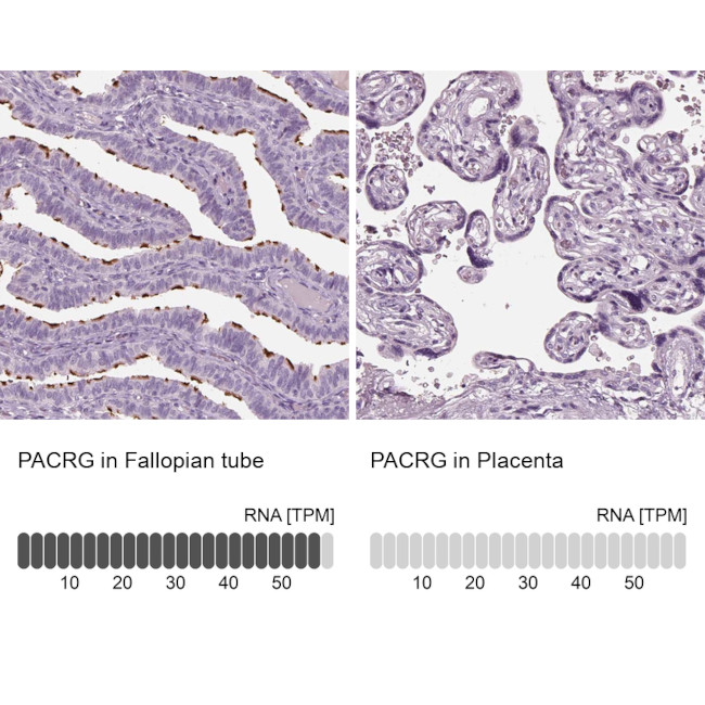 PACRG Antibody