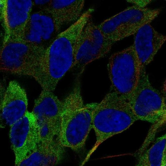 SEMA5B Antibody in Immunocytochemistry (ICC/IF)