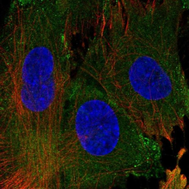 EHD1 Antibody in Immunocytochemistry (ICC/IF)