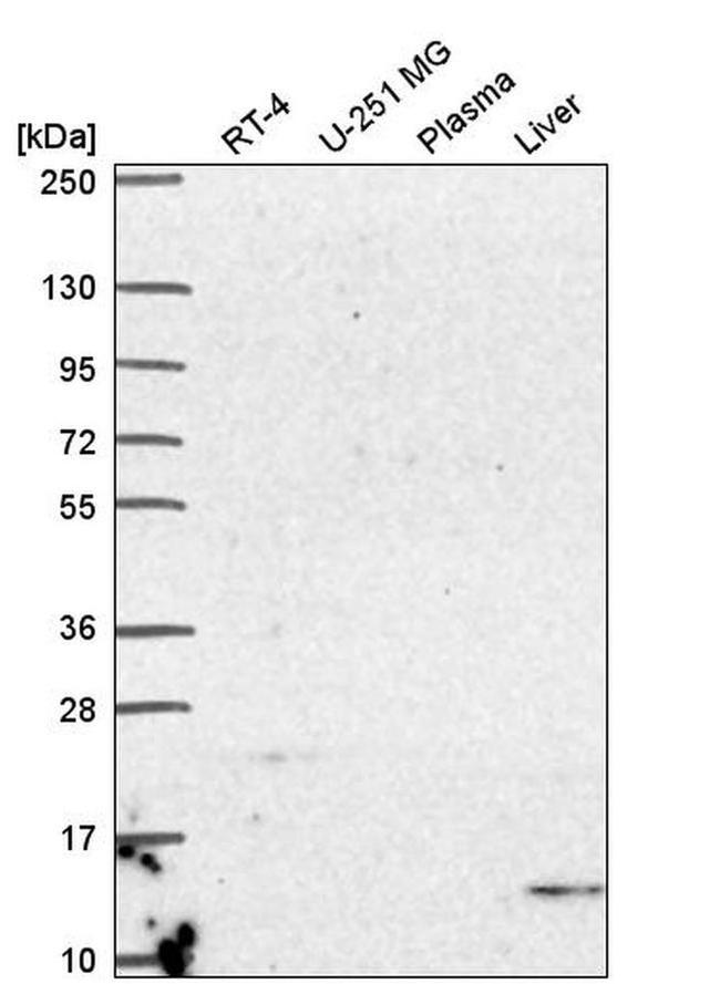 UCN2 Antibody in Western Blot (WB)