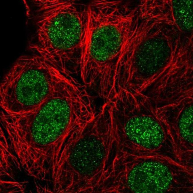 ZBTB42 Antibody in Immunocytochemistry (ICC/IF)