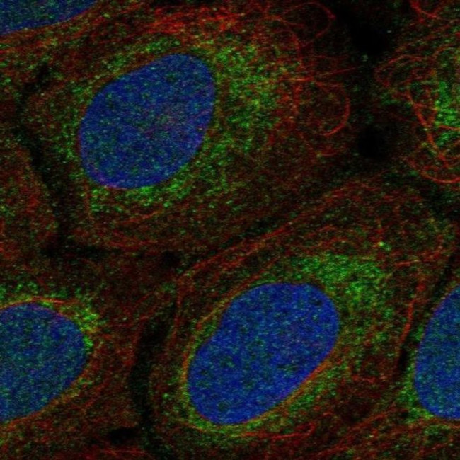 MRPS15 Antibody in Immunocytochemistry (ICC/IF)