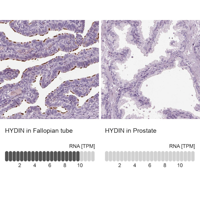 HYDIN Antibody