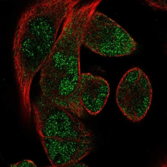 RBM24 Antibody in Immunocytochemistry (ICC/IF)