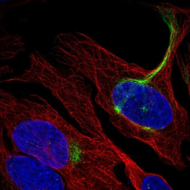 C19orf25 Antibody in Immunocytochemistry (ICC/IF)