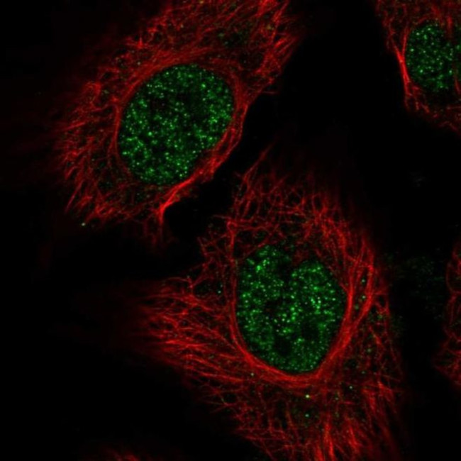 RSRP1 Antibody in Immunocytochemistry (ICC/IF)