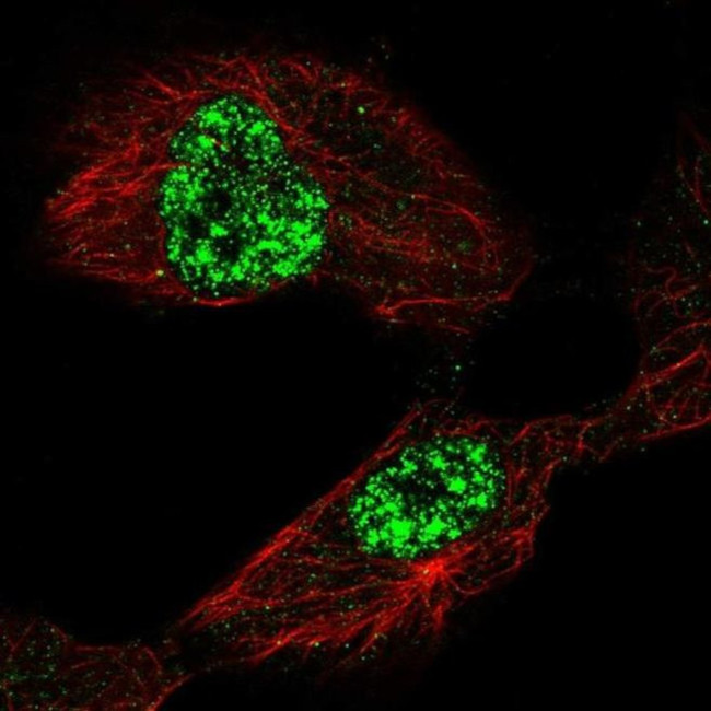 TAF5L Antibody in Immunocytochemistry (ICC/IF)